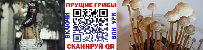 Купить закладки  Краснокамск  Галлюциногенные грибы Cubensis 